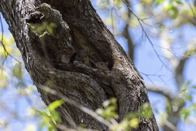 Low angle view of tree trunk