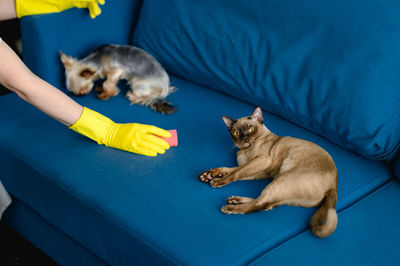 Woman in a apron and gloves cleans a sofa from dog hair. cleaning of the apartment. life with pets.