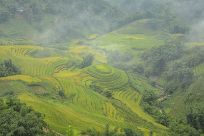 Scenic view of agricultural field