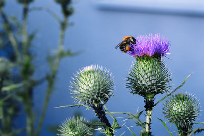 Close-up of bee on thistle flower