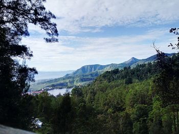 Scenic view of forest against sky