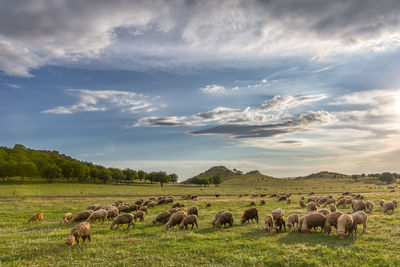 Sheep in a field