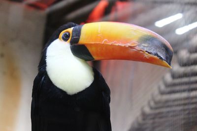 Close-up of a bird