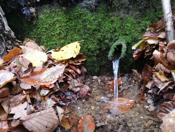 High angle view of mushrooms growing in forest