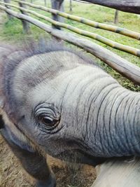 Close-up of elephant