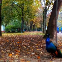 Ducks on tree trunk in park during autumn