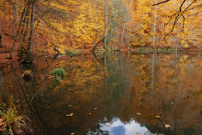 Reflection of trees in water