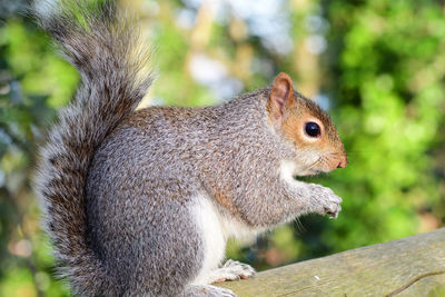 Side view of a greysquirrel sitting on a fence while eating a nut