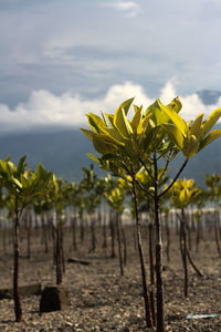 Close-up of mangrove on field against sky