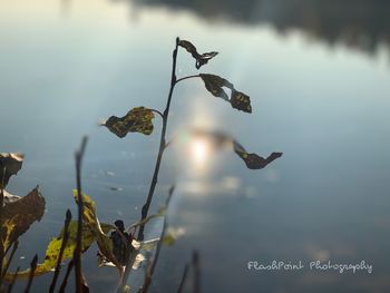 Bird flying over lake against sky