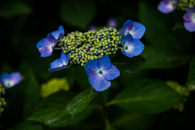 Close-up of purple hydrangea blooming outdoors