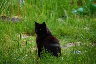 Black cat gazing off centered in portrait