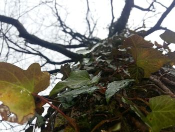 Close-up of leaves on tree during winter