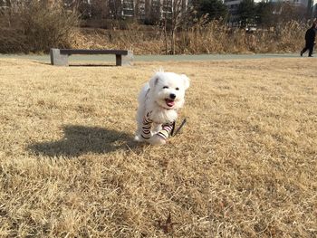 Dog on field