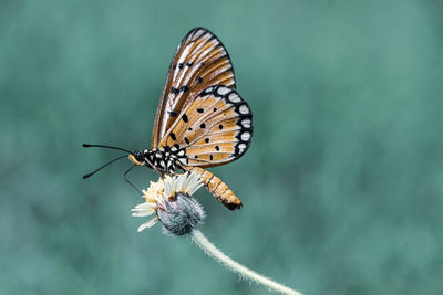Close-up of butterfly on flowers 