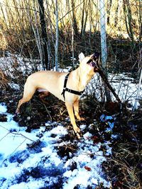 Sheep grazing on field