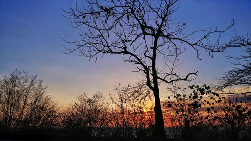 Silhouette bare tree against sky during sunset