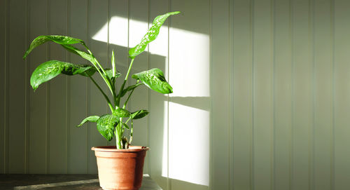 Dumb cane, dieffenbachia on rustic wooden wall with free space for text. houseplant in a flower pot