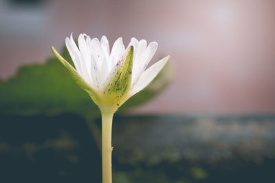 Close-up of flower blooming outdoors