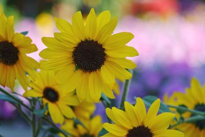 Close-up of yellow flowering plant