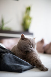 Close-up of cat lying on bed at home