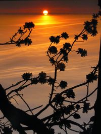 Silhouette of trees at sunset