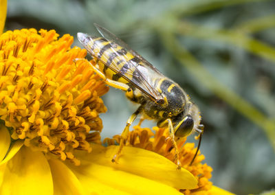 Close-up of bee pollinating on yellow flower