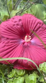 plant