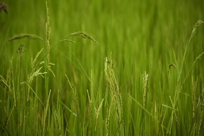 Wheat growing on field