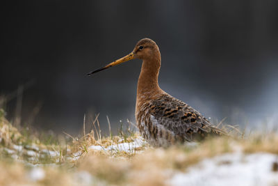 Close-up of bird with a long spout perching on field