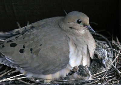 Close-up of bird perching outdoors