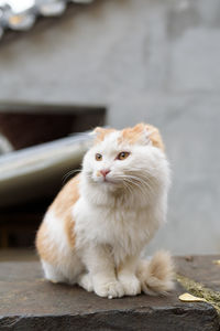 Close-up portrait of cat