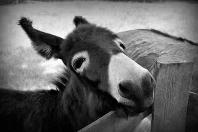 Close-up of horse