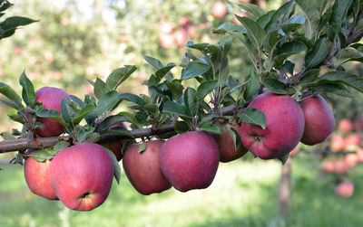 Close-up of fruits growing on tree