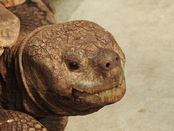 Close-up of tortoise