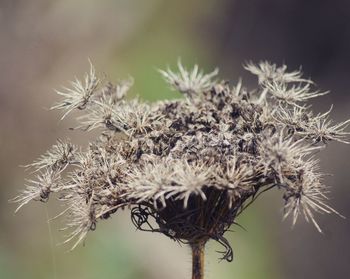 Close-up of thistle plant