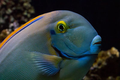 Close-up of fish swimming in aquarium