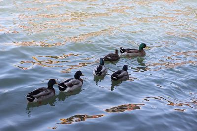 Ducks swimming in water