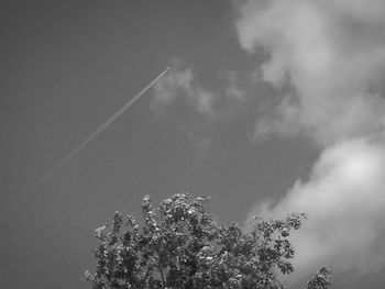 Low angle view of tree against sky