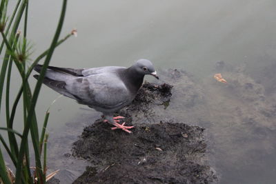 High angle view of bird on rock by lake