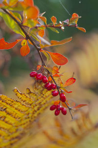 Close-up of red berries growing on plant