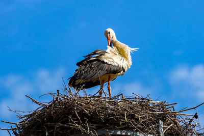 Low angle view of bird perching on nest