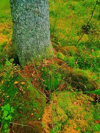 Close-up of ivy growing on tree trunk in forest