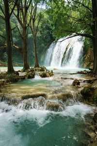 Scenic view of waterfall in forest