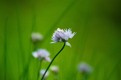 Close-up of purple flowering plant