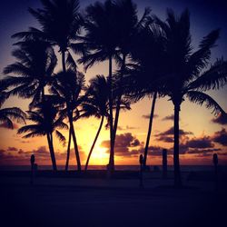 Silhouette of palm trees at sunset