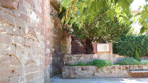 Potted plants on wall of old building