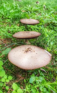 High angle view of mushroom growing on field