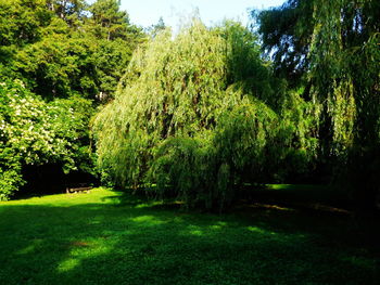 Scenic view of grassy landscape