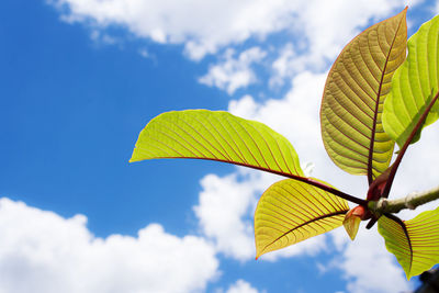 Low angle view of green leaves against sky